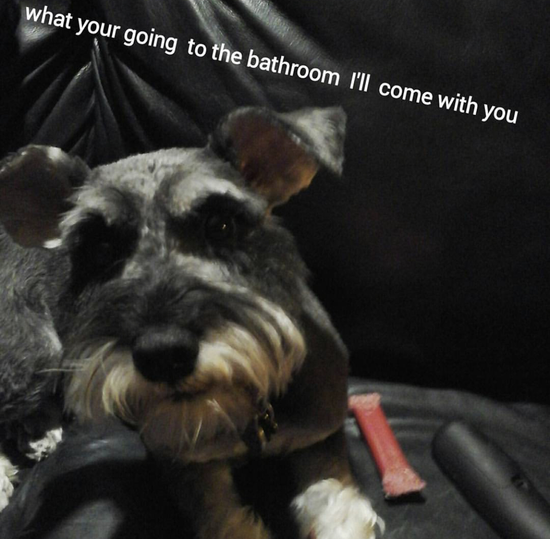 Schnauzer lying while staring with its big eyes photo with a text 
