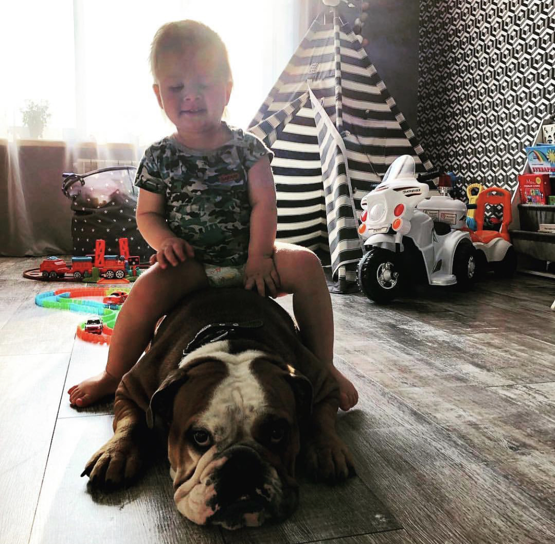 A toddler riding a English Bulldog lying down on the floor