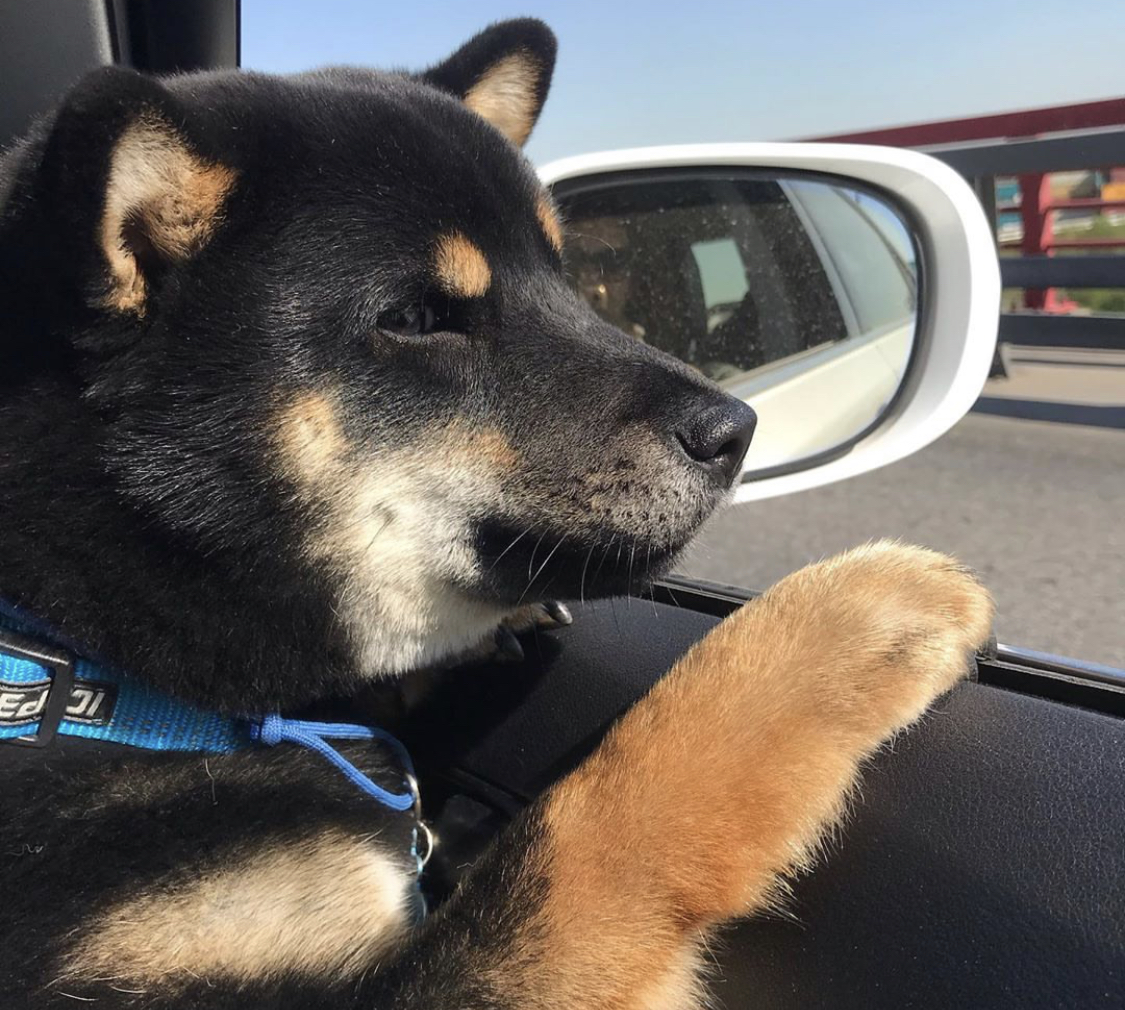 A Shiba Inu puppy peeking outside from the passenger seat window