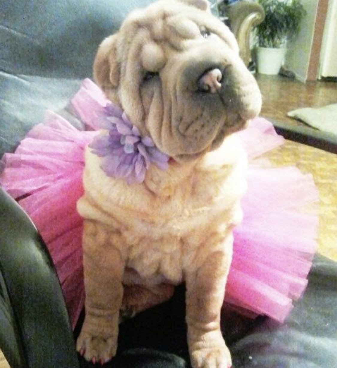 Shar Pei in pink tutu and purple flower around its neck