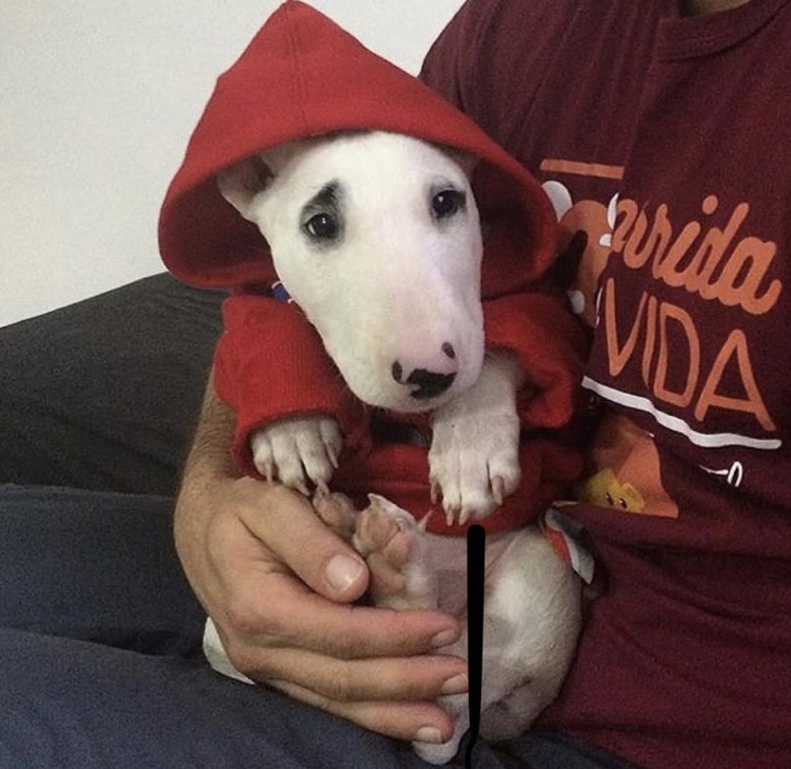 Bull Terrier wearing a hoodie while sitting on top of a man's lap