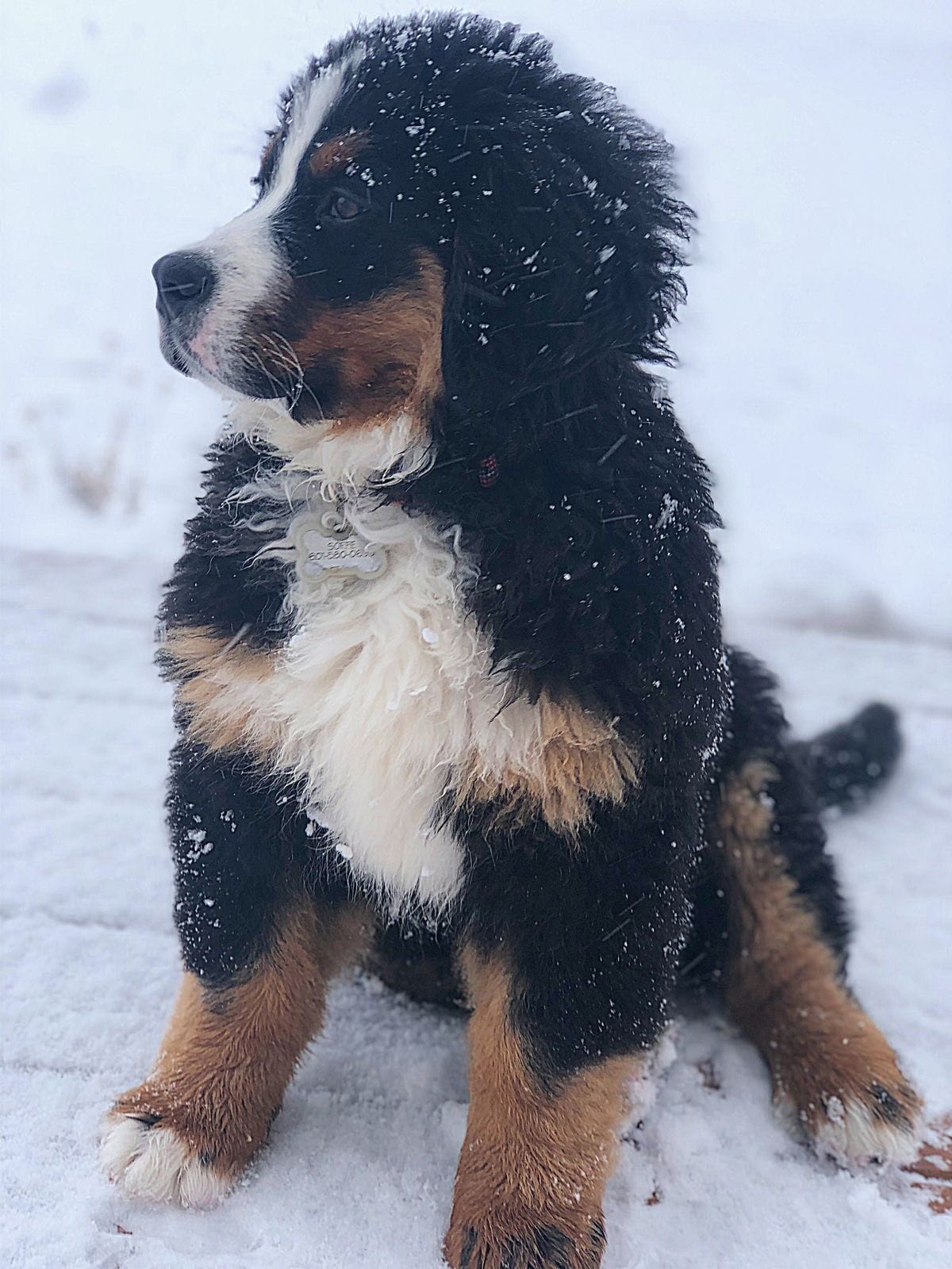 A Bernese Mountain Dog sitting in snow outdoors during winter