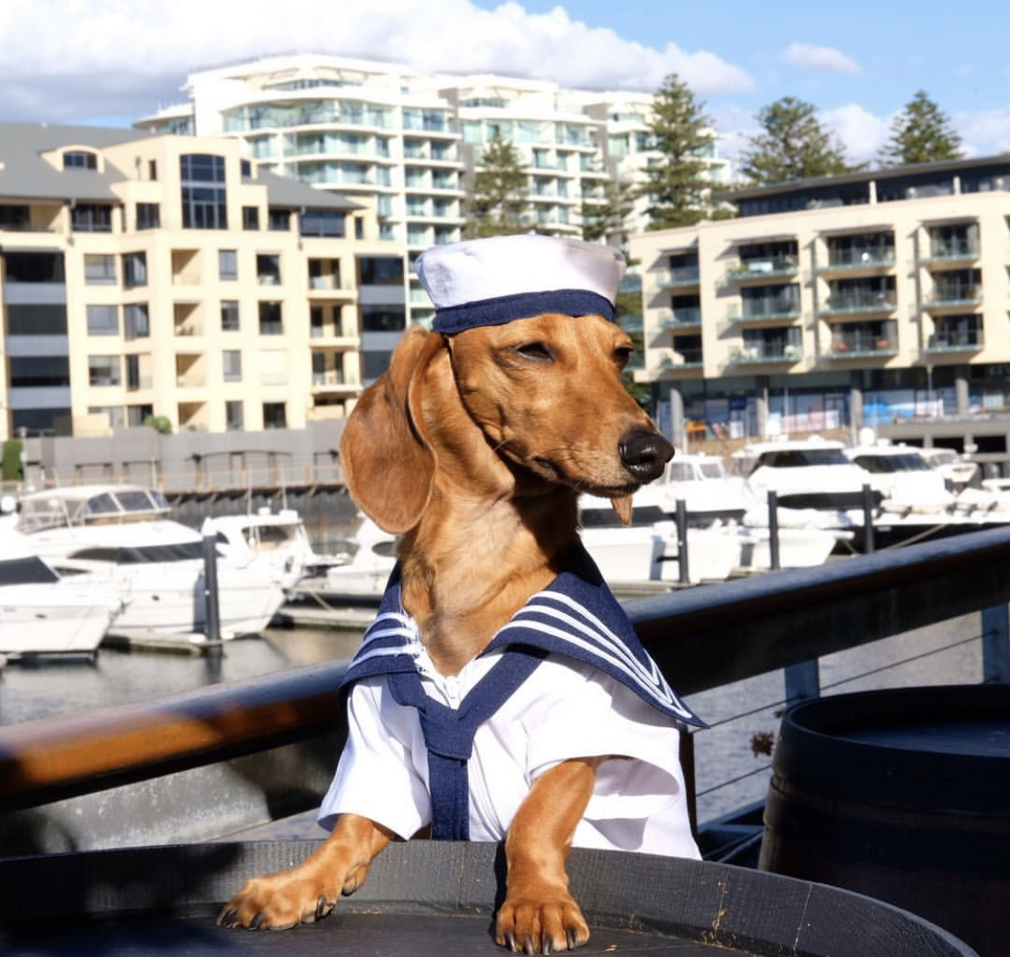 Dachshund wearing a sailor outfit