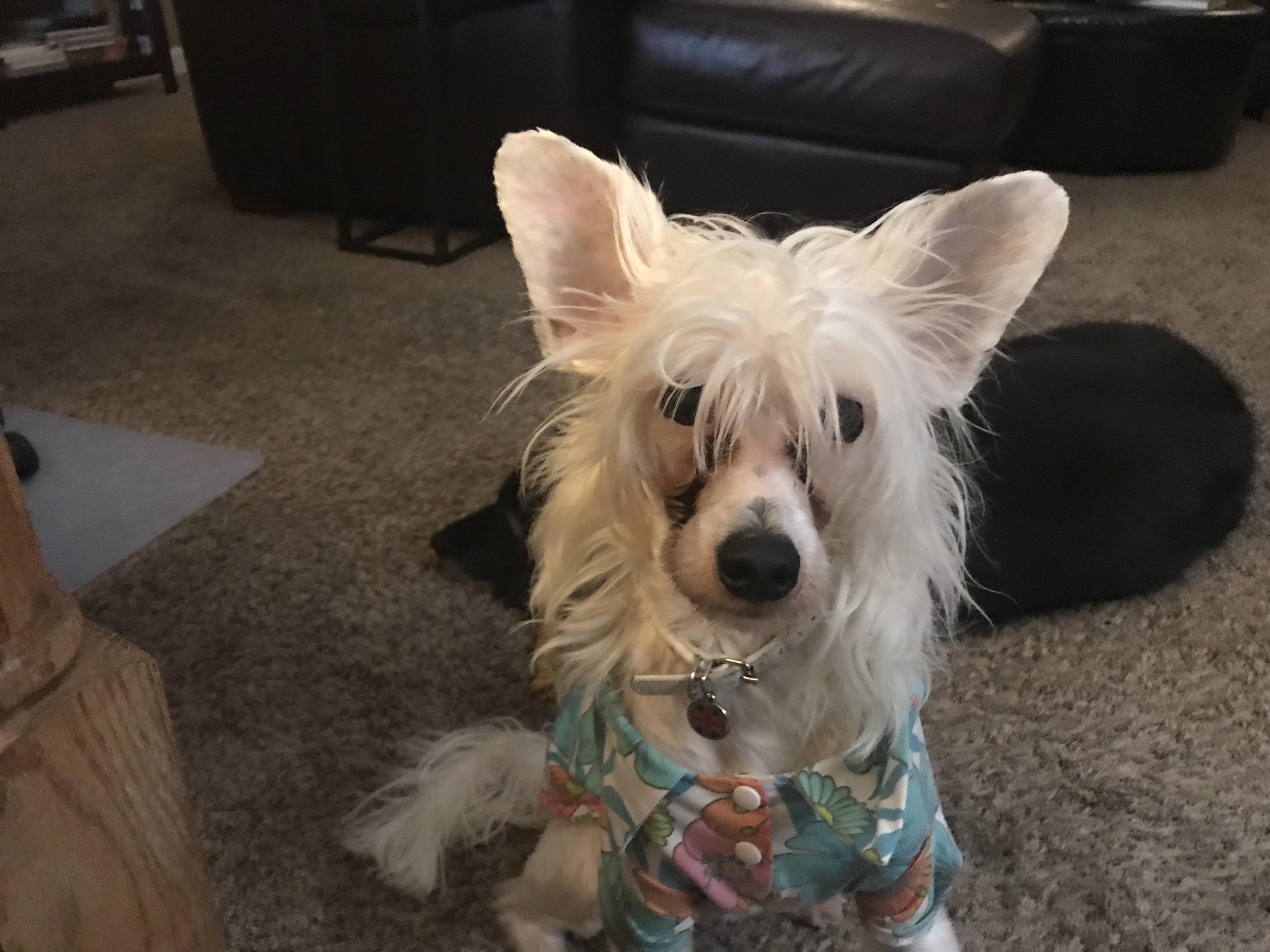 A Chinese Crested Dog wearing a shirt while sitting on the floor