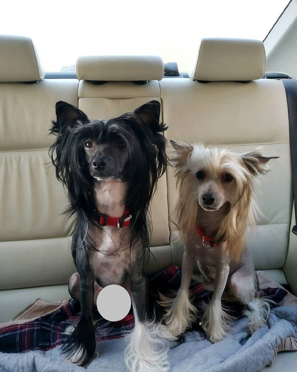 A black and white Chinese Crested sitting in the backseat