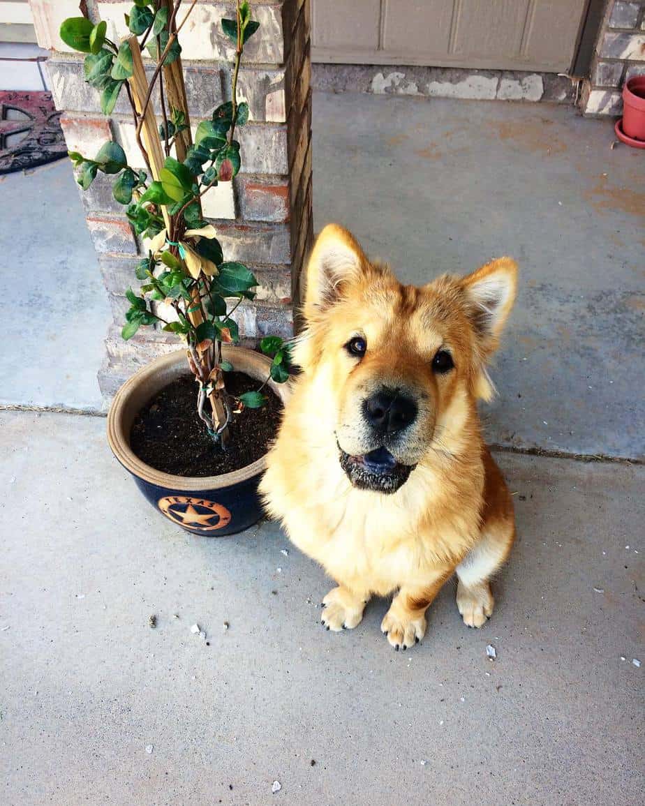 An American Chow Bulldog sitting on the pavement next to the potted plant
