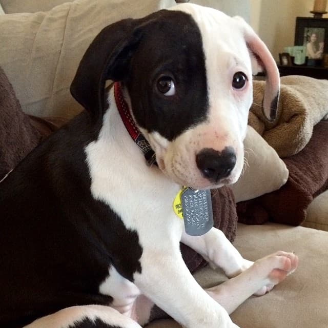 A Chow Dalmatian puppy sitting on the couch
