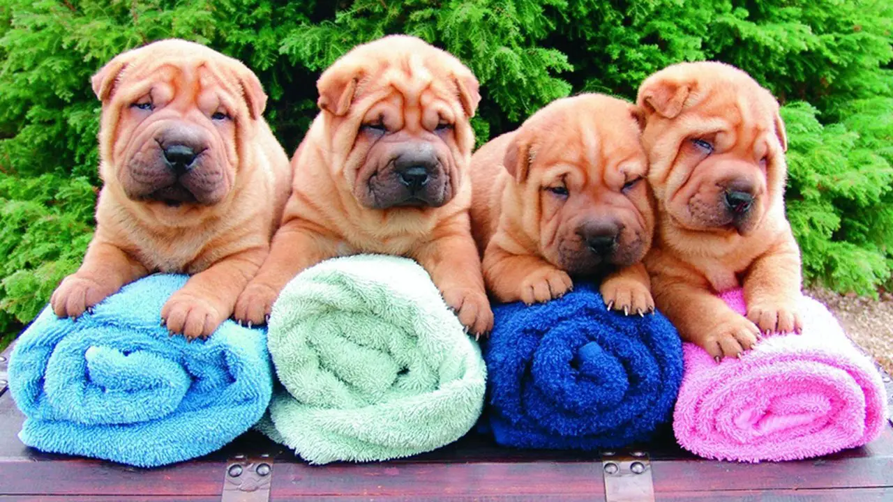 Chow Pei puppies behind their colorful towels in the garden