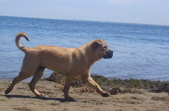 A Chowpit walking by the beach