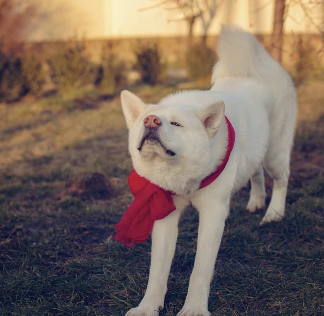 A white Akita stretching in the yard while wearing a red ribbon