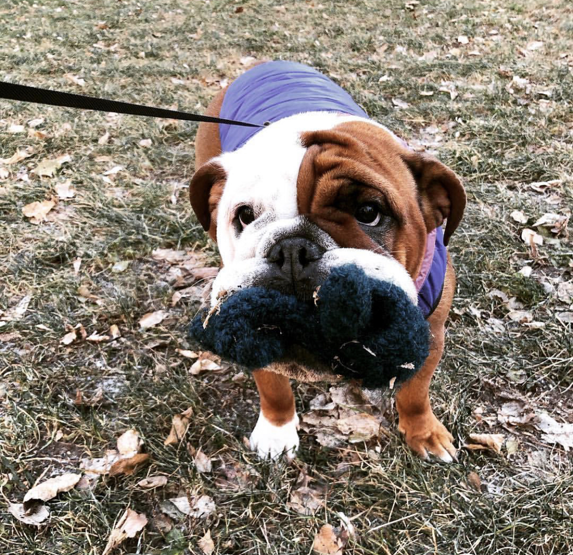 An English Bulldog wearing shirt while standing on the grass with socks in its mouth