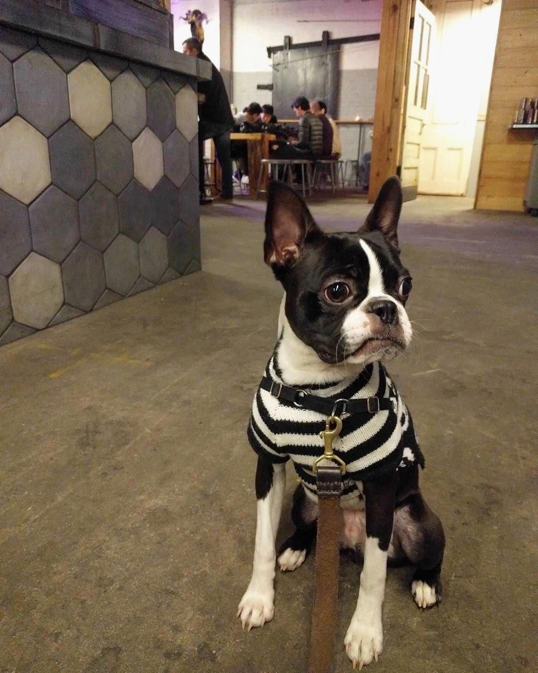 Boston Terrier dog sitting on the floor wearing its striped sweater