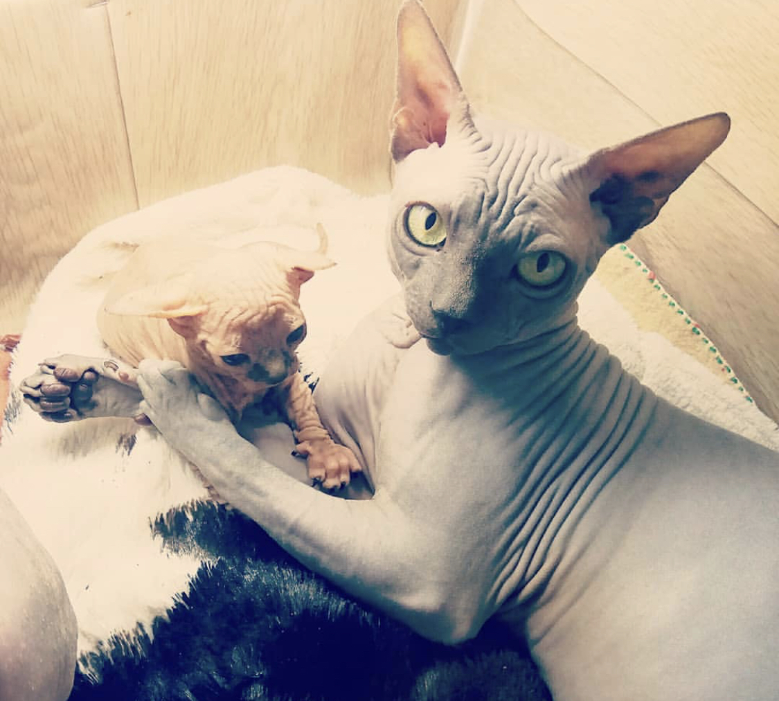 Sphynx lying on the bed with her Sphynxkitten