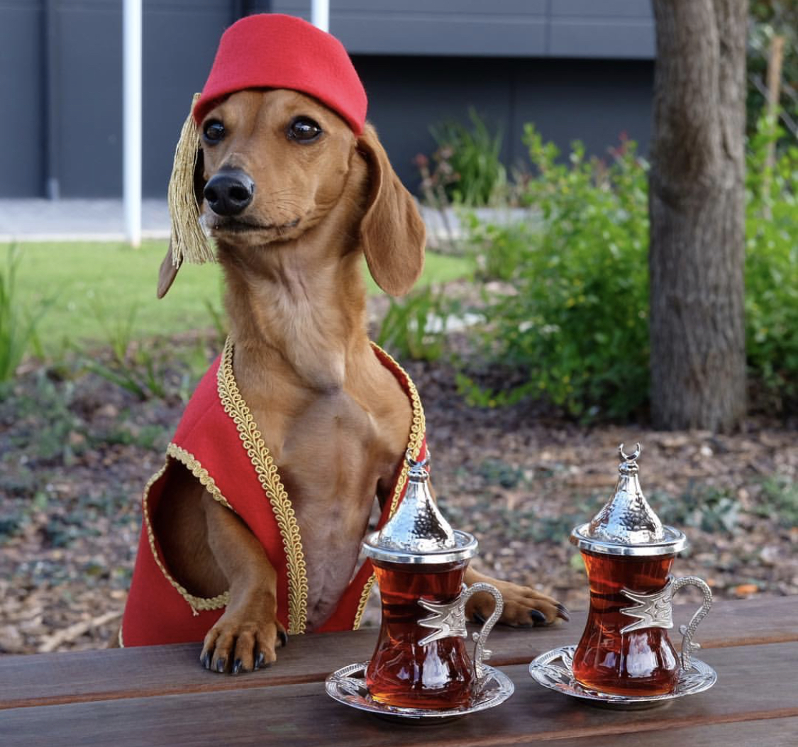 Dachshund outdoors on the bench wearing a red cardigan and red cap with a tea on the table