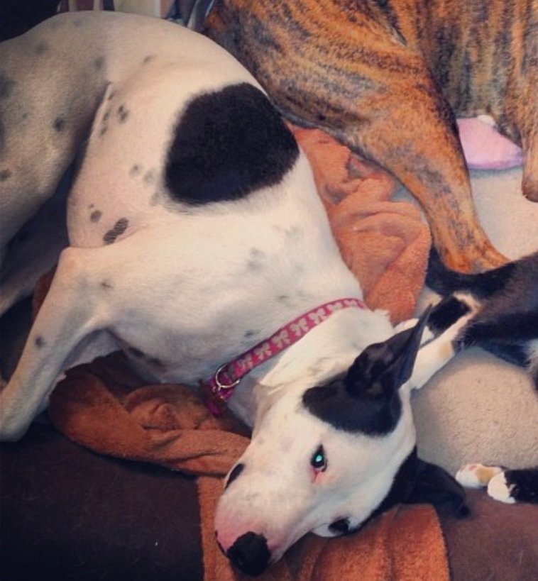 A Bullmatian lying on the bed behind the butt of another dog