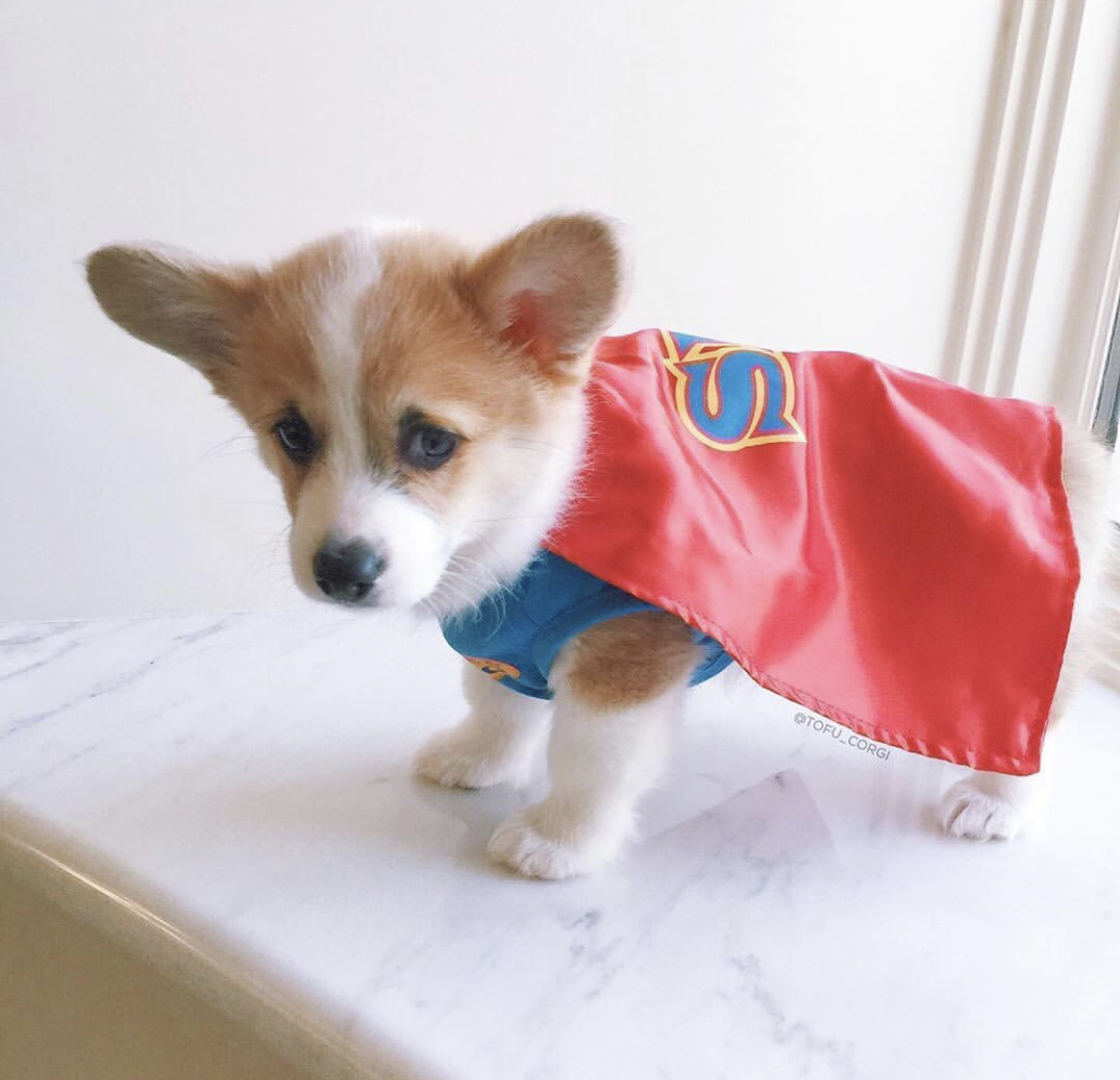 Corgi puppy wearing a superhero costume while standing on top of the table