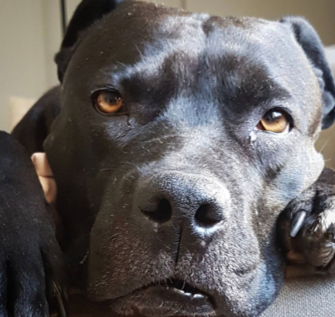 face of a Bull Mastiff lying down on the couch