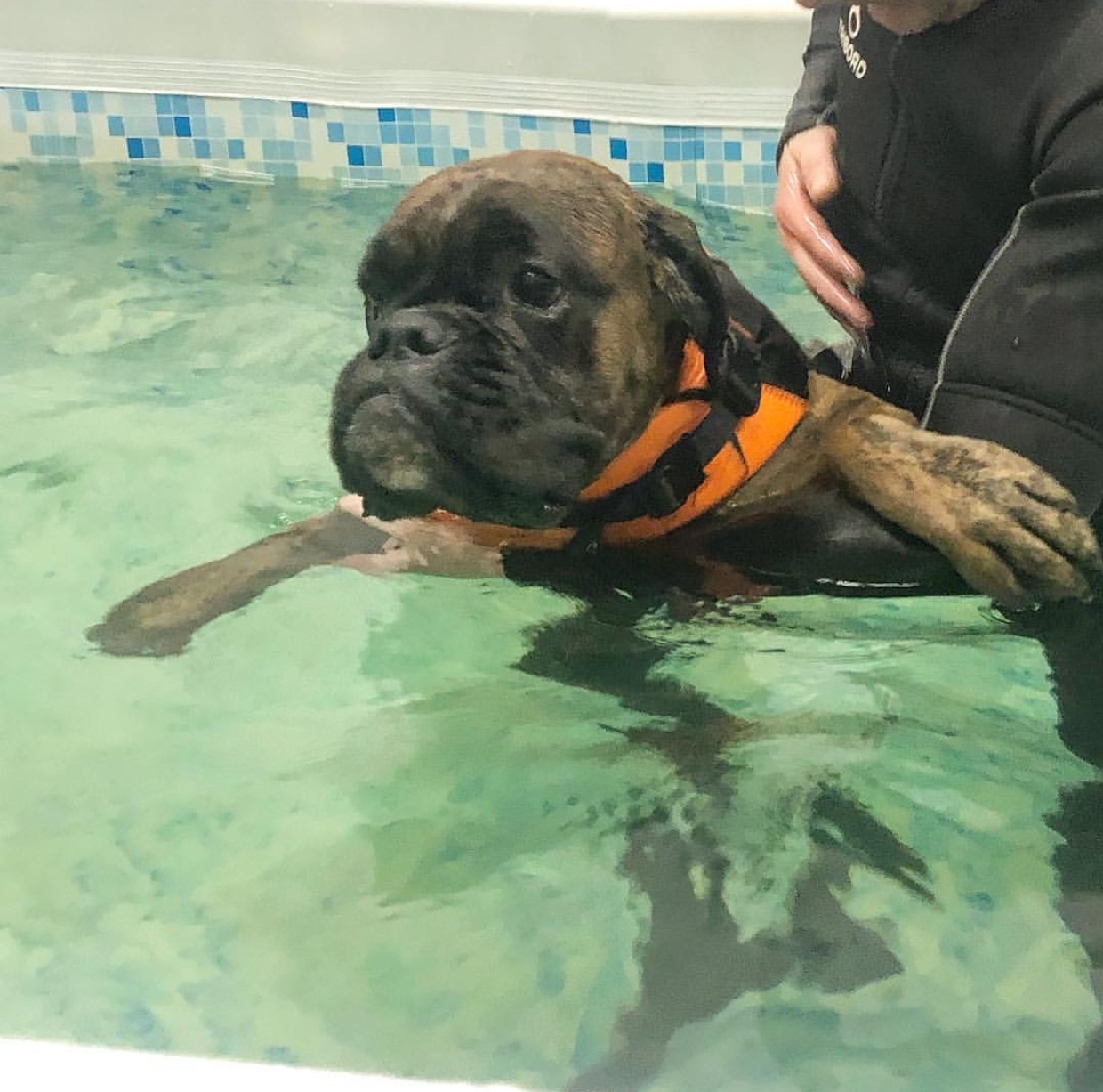 A Boxer puppy learning how to swim in the pool