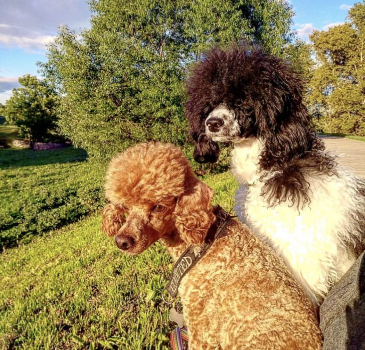 two Poodles at the park