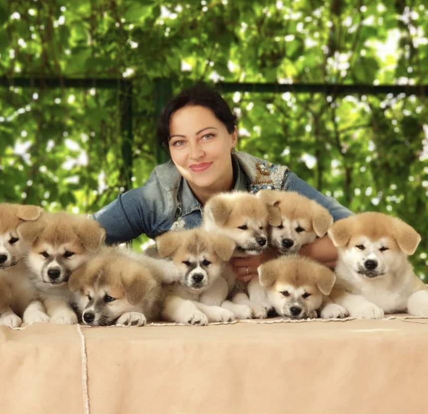 Akita Inu puppies aligned on the table with a woman behind them