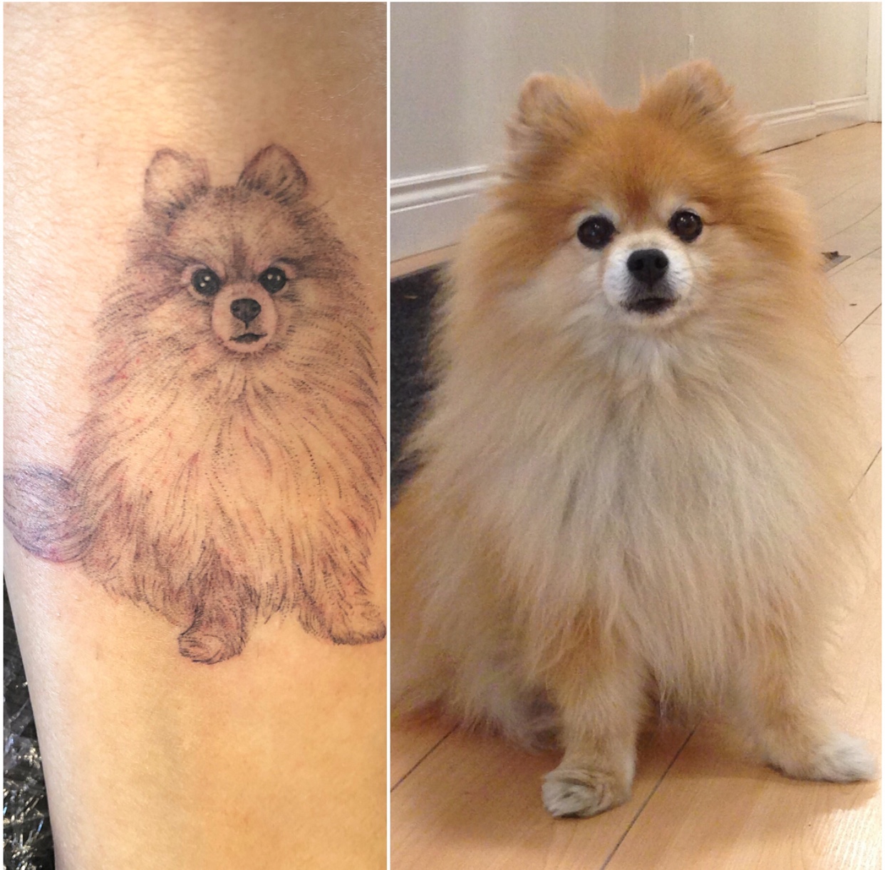 collage photo of Pomeranian tattoo and inspo
