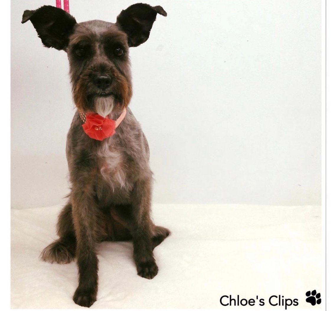 Boston Schnauzer sitting on the bed while wearing its rosette collar