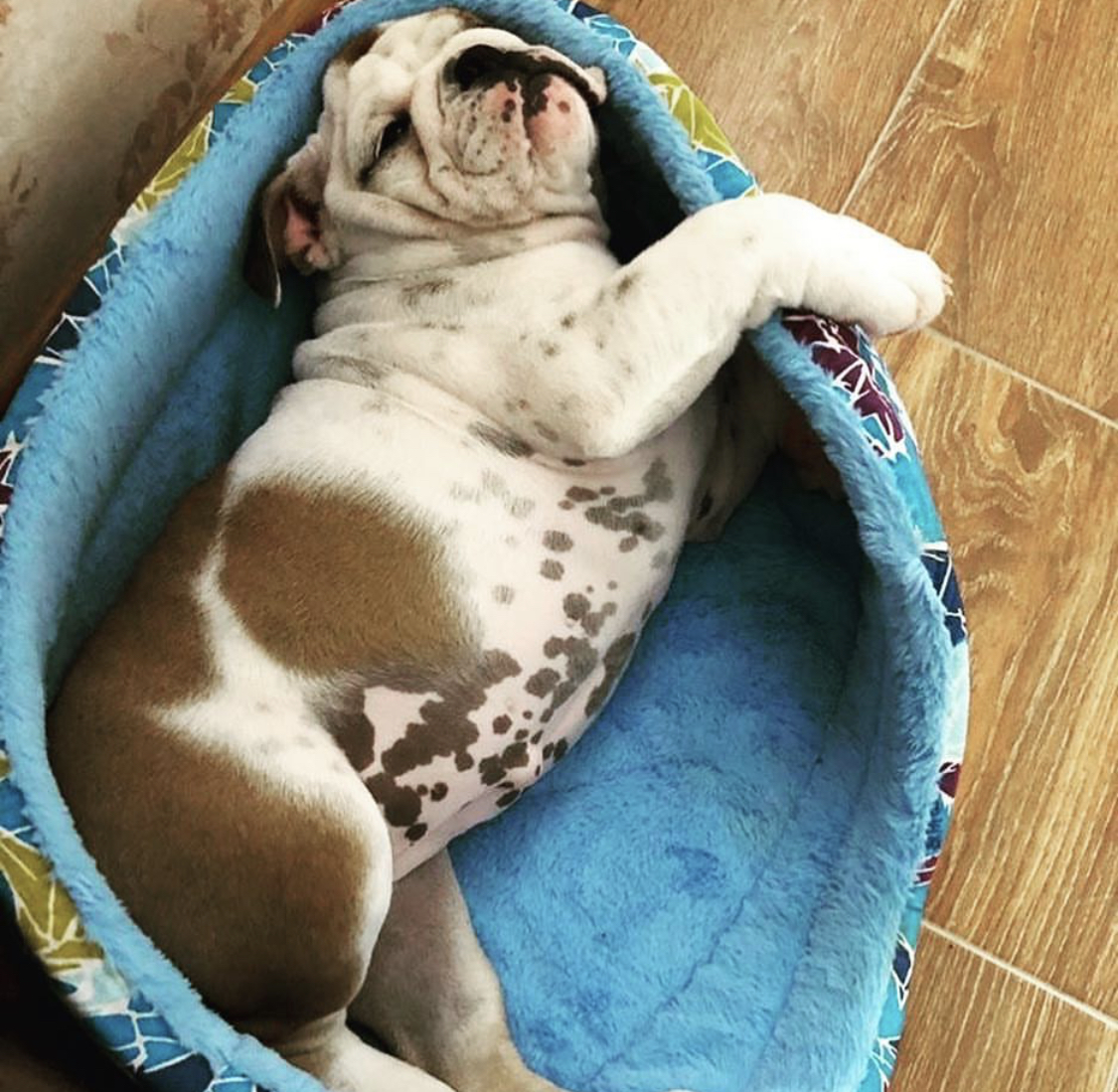An English Bulldog sleeping soundly on its bed