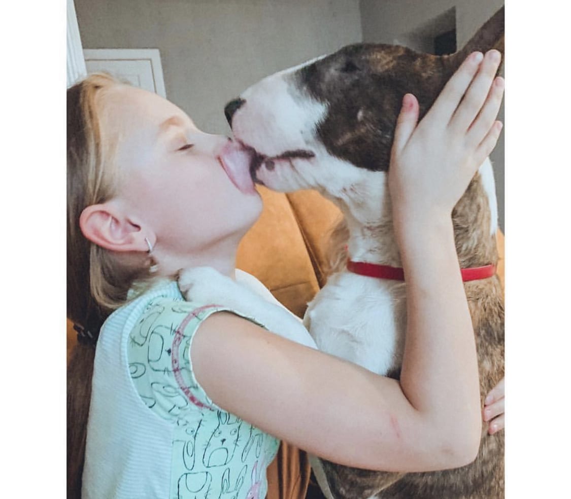 A Bull Terrier licking the mouth of a girl hugging her