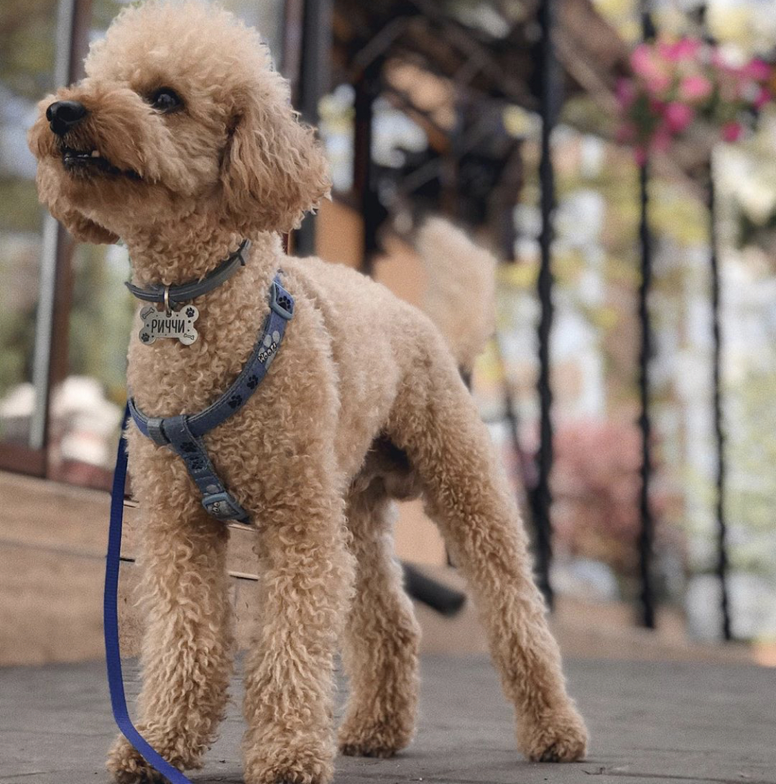 A Poodle standing at the park