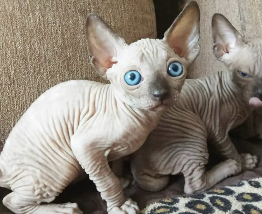 two Sphynx kittens sitting on the couch