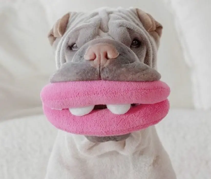 Shar Pei with a lip with two teeth pillow on its mouth