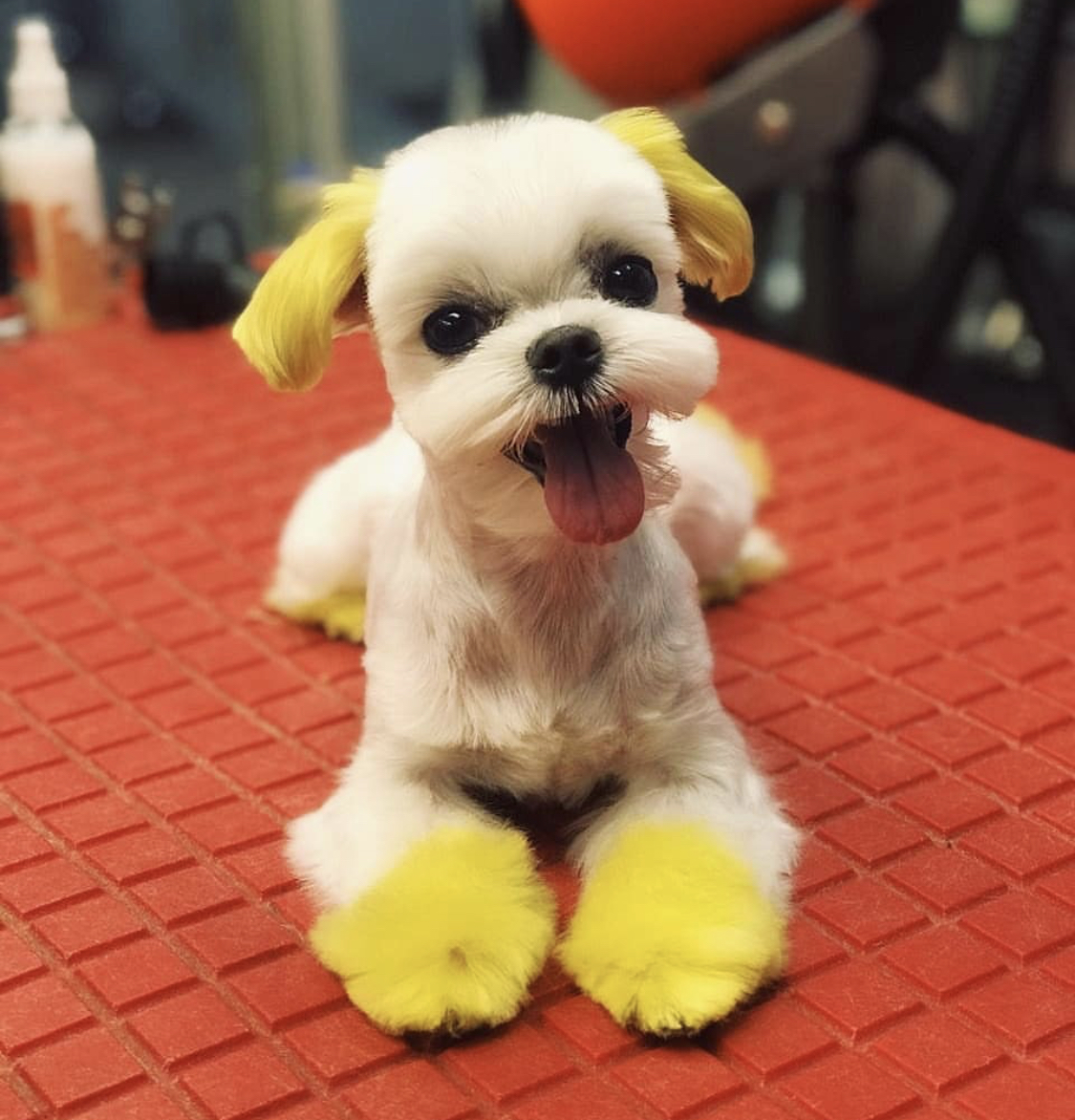 A Maltese with yellow eyes and feet lying on top of the grooming table