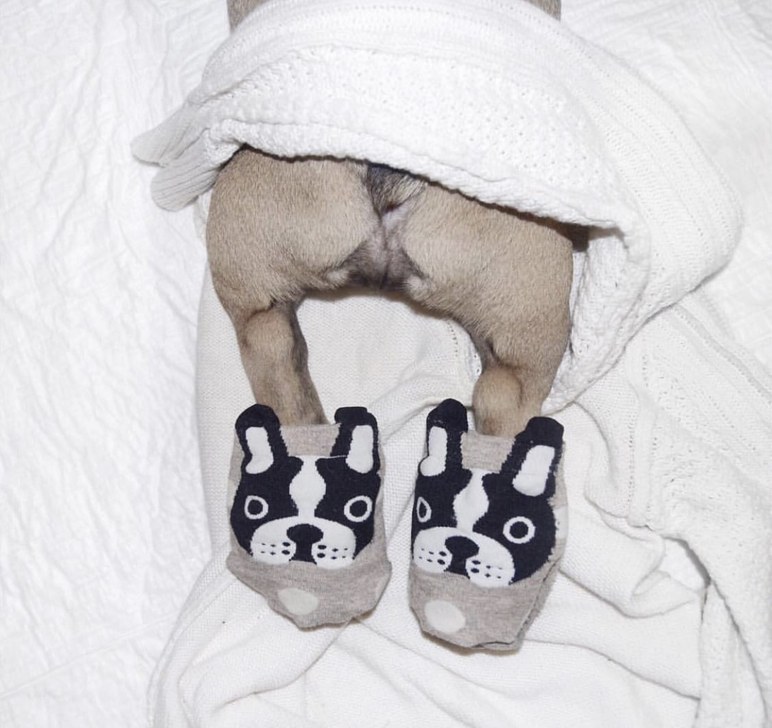 butt and back legs of the French Bulldog lying on the bed while wearing a cute frenchie socks