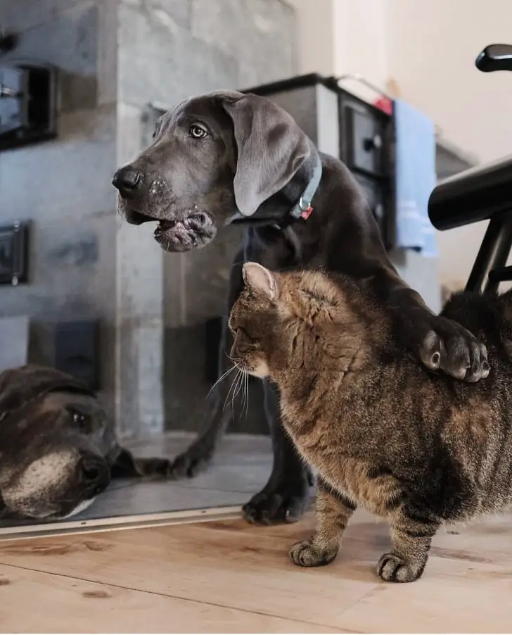 Great Dane standing on the floor with its paws on the back of a cat standing next to him while a Great Dane in front of them is lying down