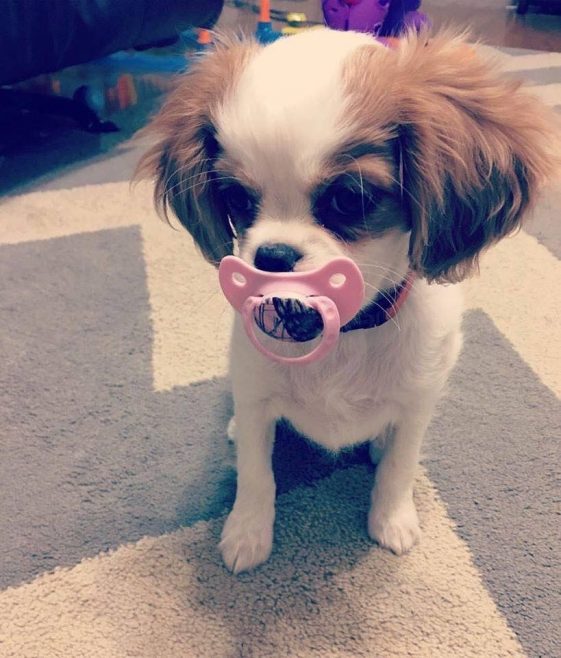 cavalier king charles spaniel sucking a pacifier