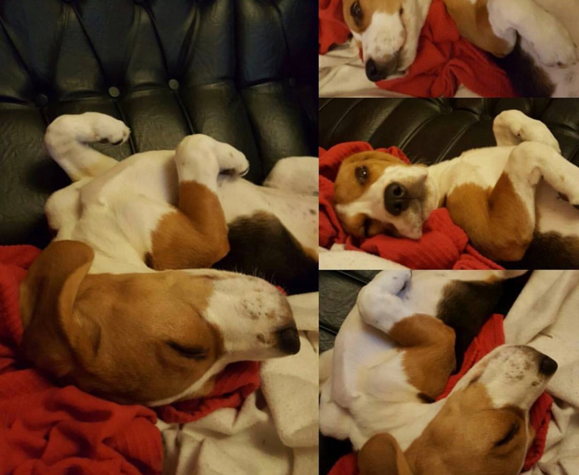 collage photo of a sleeping Beagle on the couch