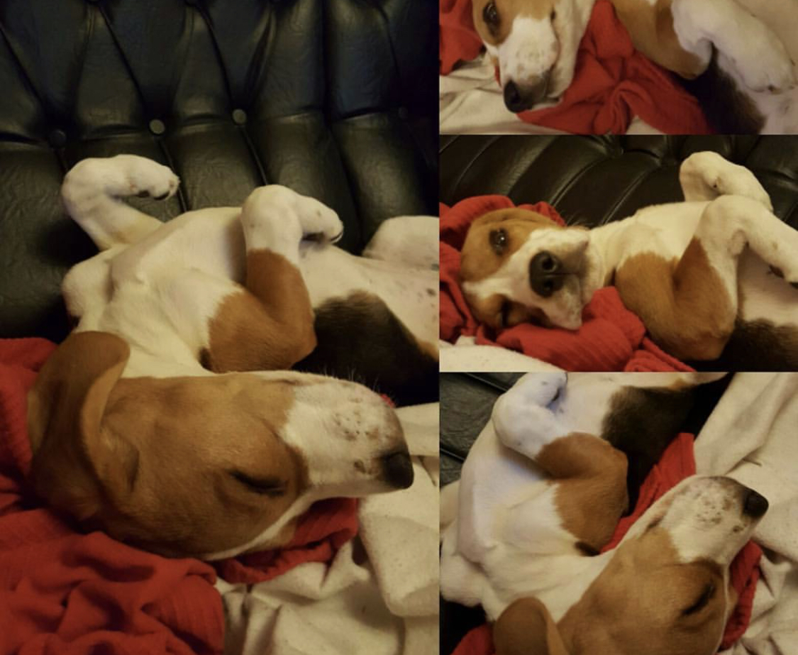 collage photo of a sleeping Beagle on the couch