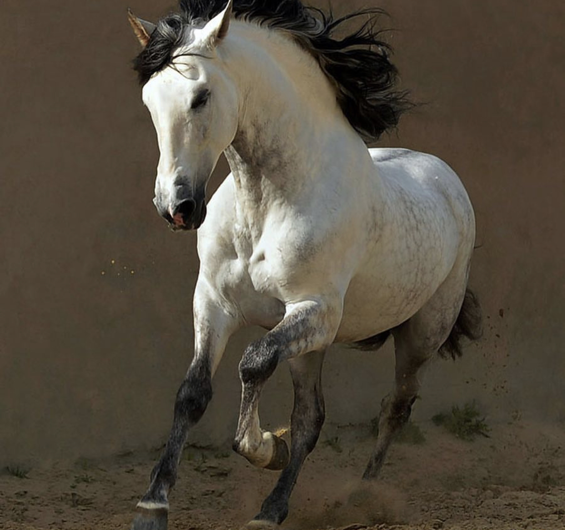 A white horse with black hair running in the field