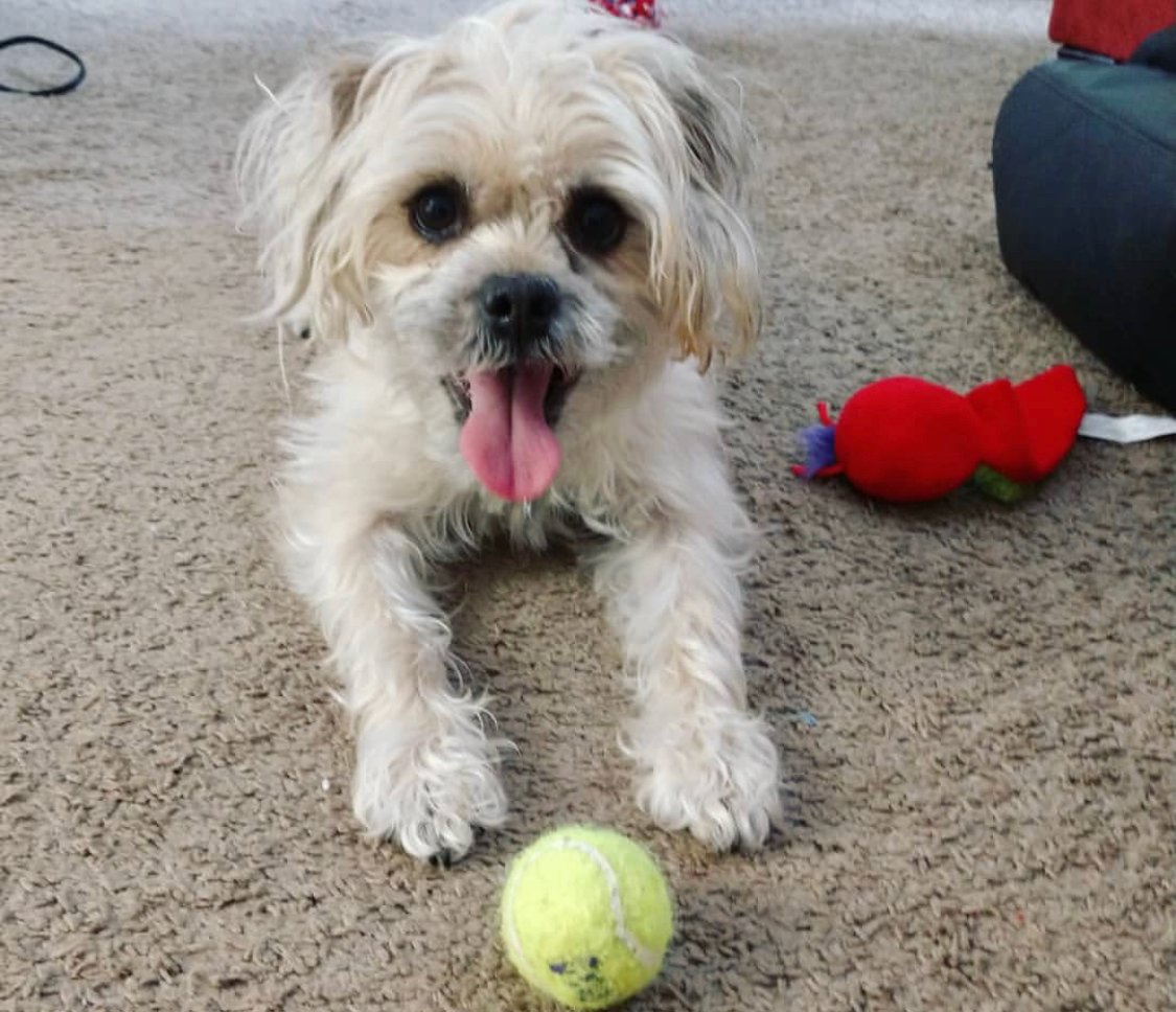 Schpugzer lying in the floor with its tongue sticking out and a ball in front of it