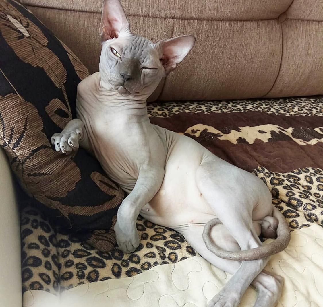 winking Sphynx while sitting on the couch