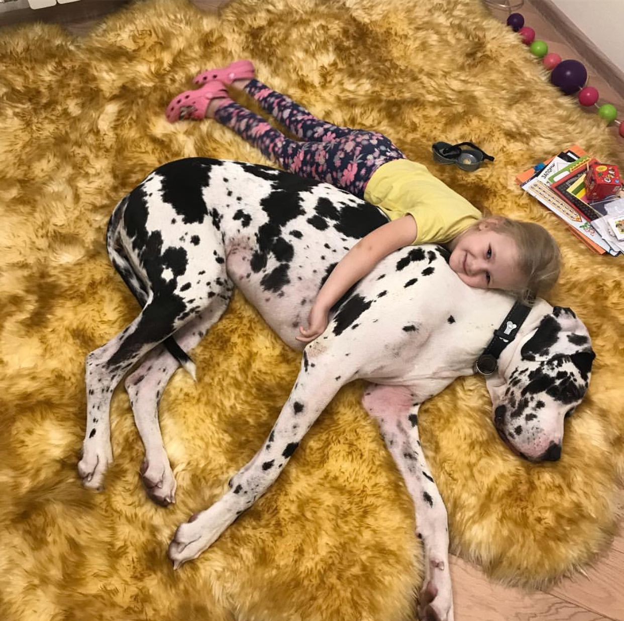 Great Dane lying on the carpet while a little girl is hugging him from behind