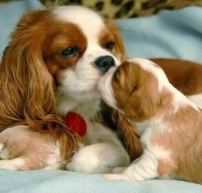 cavalier king charles spaniel kissing her puppy