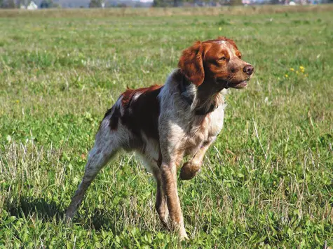 A Brittany walking in the field of grass under the sun