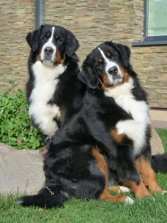 two Bernese Mountain Dogs sitting on the grass in the yard