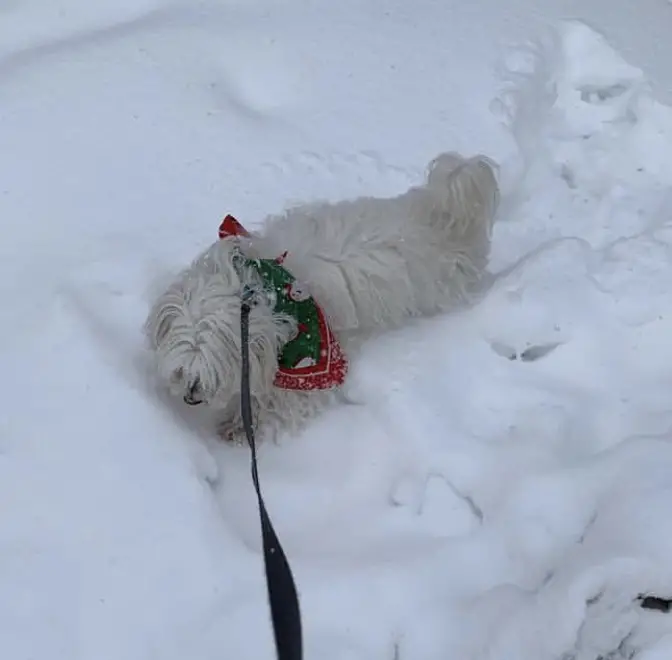 A Maltese lying in snow