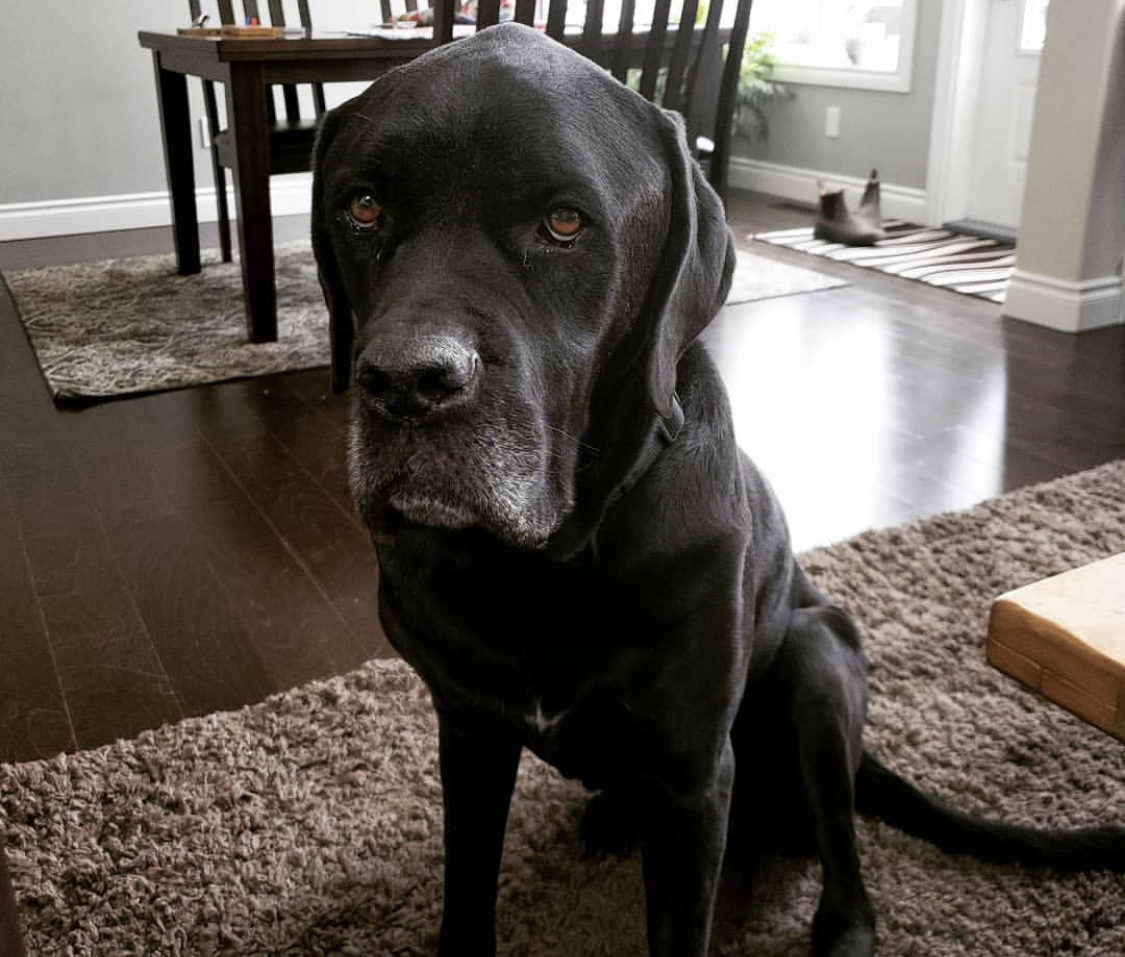 black Mass Dane sitting on the carpet with its grumpy face