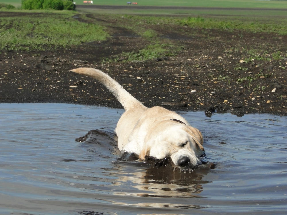 A Labrador Retriever swimming in the mud