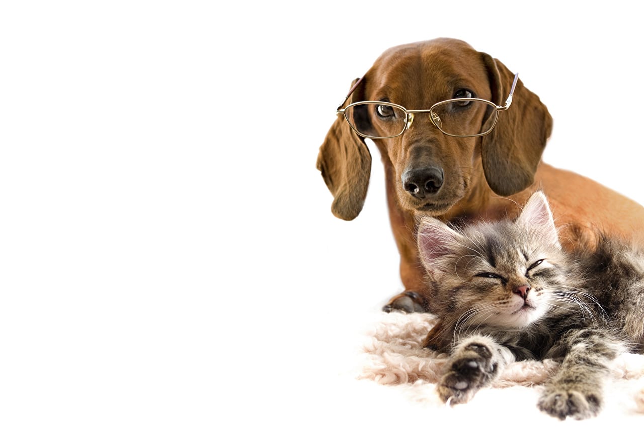 Dachshund wearing glasses behind a sleepy kitten in an isolated background