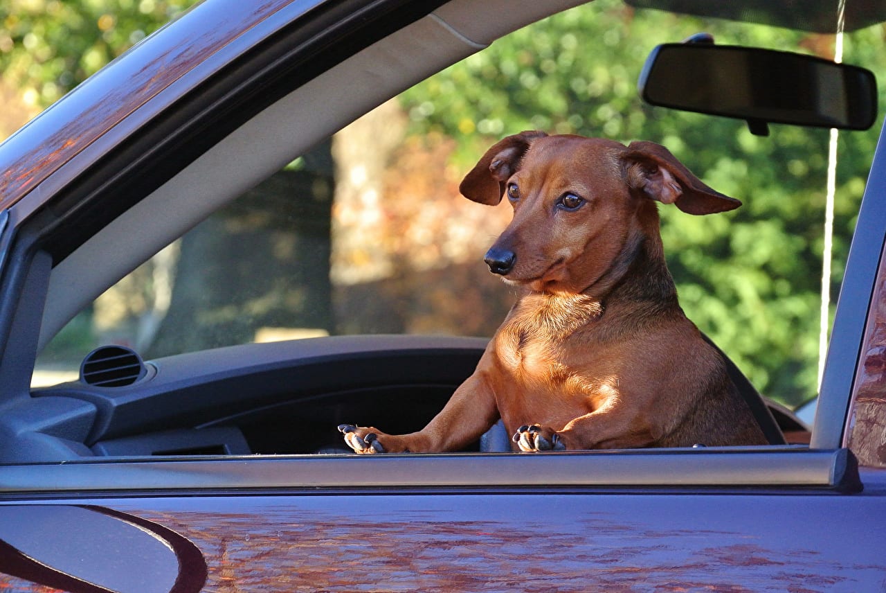 Dachshund standing up by the window inside the car