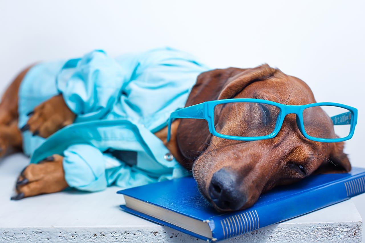 Dachshund with a blue sweater and crooked blue glasses sleeping with its face on top of a blue book